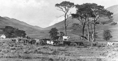 Auchengaich cattle
Cattle graze east of Auchengaich Farm in Glen Fruin on a sunny morning in 1910. Image supplied by Alistair McIntyre.
