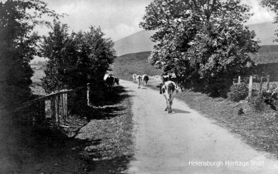 Glen Fruin cattle
Cows meander through Glen Fruin. Image published by Stewart Stationer, Helensburgh, circa 1918.
