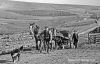 Duirland-horse-cart-1913-w.jpg