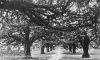 Yew-Tree-Avenue-3-w.jpg