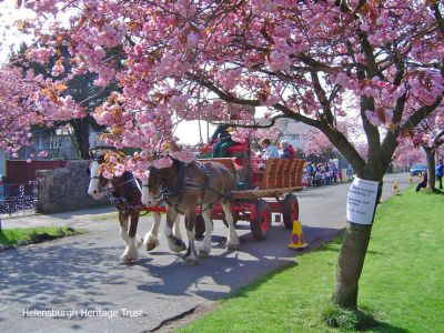 Blossom Festival
Travel by horse and cart â€” lent by Glasgow City Council â€” in West Argyle Street during the first Helensburgh Blossom Festival, inspired by hanami cherry-blossom viewing, in 2005. The festival, organised by Anne Urquhart with the support of local organisations and the Glasgow-based Scottish-Japanese Residents Association, was held annually until 2007 with the aid of funding from Argyll and Bute Council. Photo by Stewart Noble.
