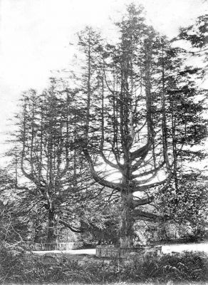 Adam and Eve
Rosneath was renowned in the 19th century for its trees including two very large silver firs at Campsail, known as 'Adam and Eve', which were reputed to be the largest in Britain at 130 feet (40 metres) with a girth of 30 feet immediately above the ground, and over 200 years old in 1891. Eventually they died and were cut down. Image date unknown.
