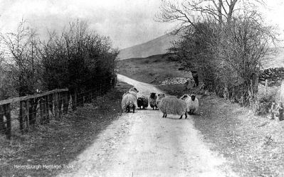 Glen Fruin flock
Blackface sheep in Glen Fruin in years gone by. Image date unknown.
