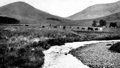 Glen Fruin
Cattle in Glen Fruin, looking west from near the Black Bridge. Image pre-1945, but date unknown.
