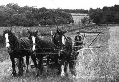 Harvest time
Farmer John McAdam, of Callendoune Farm, Helensburgh, is seen harvesting a field at Cross Key Brae. Image, circa 1950, supplied by his daughter, Cathy Shearer.
