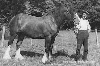 John McAdam
John McAdam of Callendoune Farm, Helensburgh, is pictured with his Clydesdale horse. Image, date unknown, supplied by his daughter Cathy Shearer.
