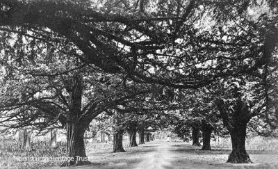 The famous Yew Tree Avenue in Rosneath which originally linked the now gone Clachan House to Rosneath Church. Image circa 1910.
