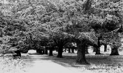 Yew Tree Avenue
The famous Yew Tree Avenue in Rosneath which originally linked the now gone Clachan House to Rosneath Church. Image date unknown.
