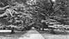Rosneath-Yew-trees4814.jpg